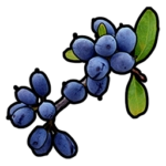 rust blue berries