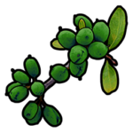 rust green berries