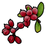 Red berries