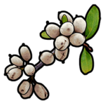 rust white berries