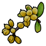 Yellow Berries