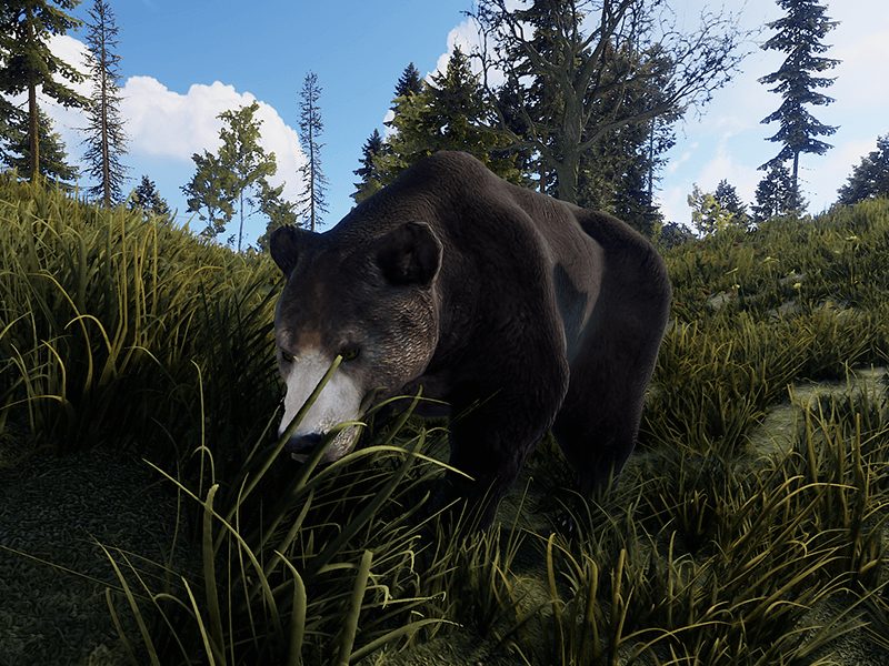 RUST Bear
