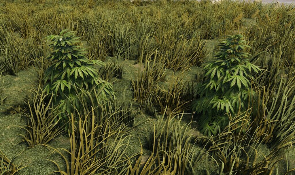 RUST Hemp Plants in the Grass