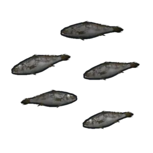 RUST Minnows