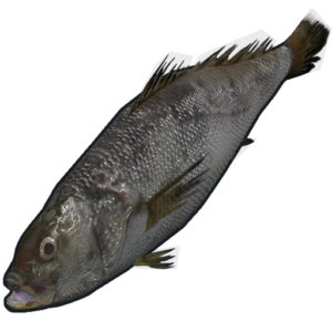 RUST Small Trout