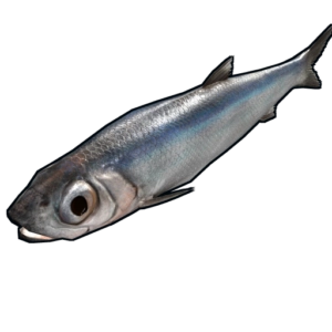 RUST Anchovy