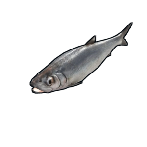 RUST Herring