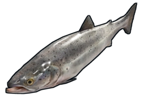 RUST Salmon