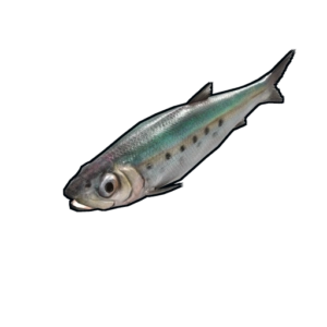 RUST Sardine