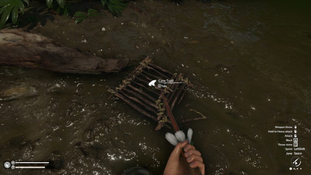 Looking at a Cane Toad Inside a Cage Trap in Green Hell