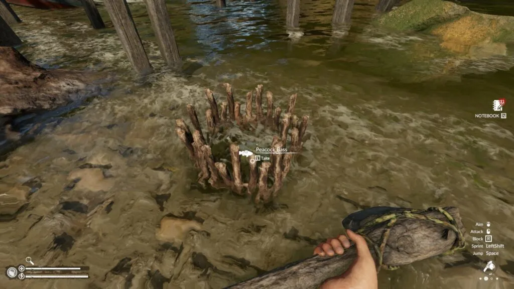 Looking at a Peacock Bass Inside a Stick Fish Trap in Green Hell