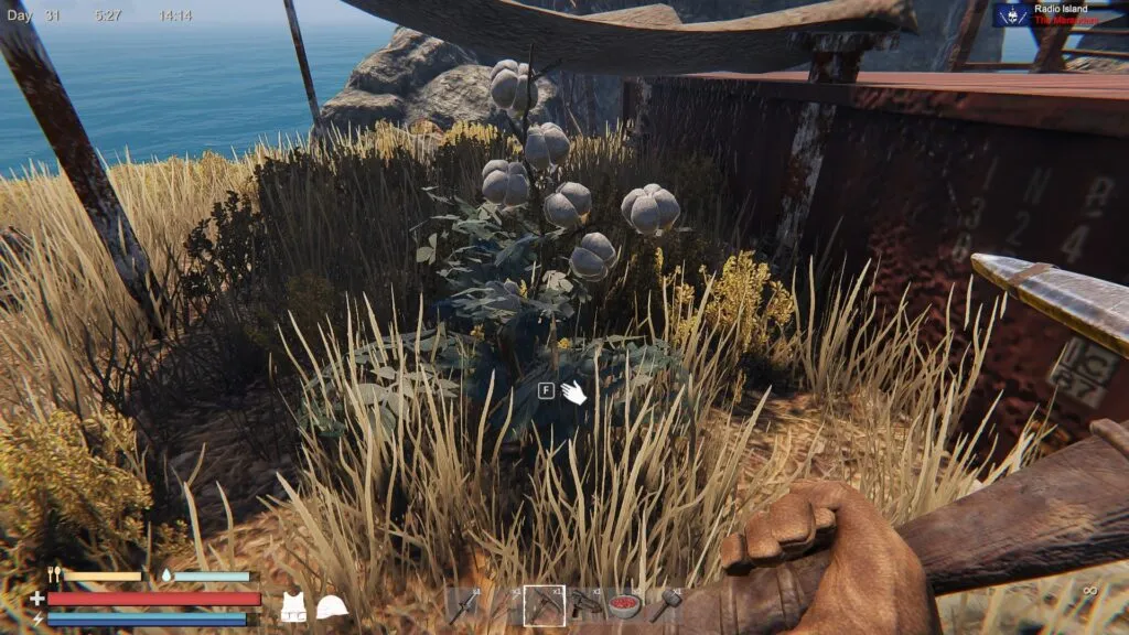 Harvesting a Wild Cotton Plant in Sunkenland
