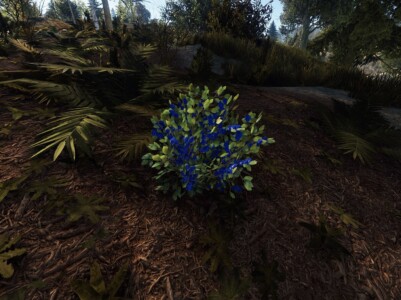 screenshot of blue berry bush