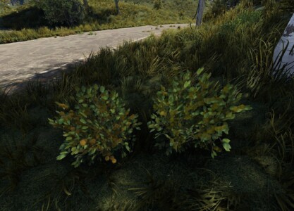 screenshot of yellow berry bush